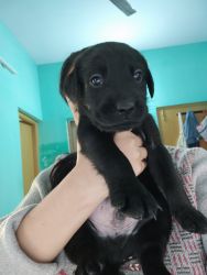 High Quality Labrador Puppy for sale