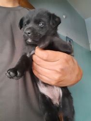 Labrador 38 days female puppy black color