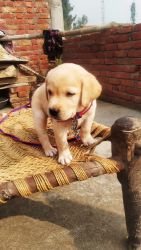 Cute labrador puppy for sale
