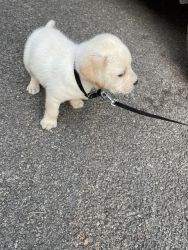 Lab 43 days old puppy for sale