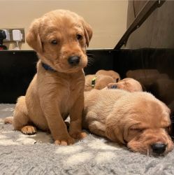 Labrador Retrievers puppies