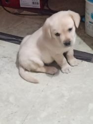 Cream colour Labrador puppy, 1.5 months old, friendly.