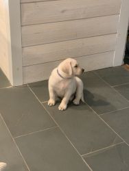 white Labrador puppy
