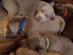 AKC registered puppies looking for good homes