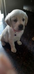 Labrador Female Punch face show Quality puppy Hyderabad