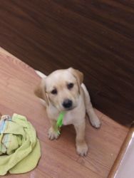 British Yellow Labs for Sale!