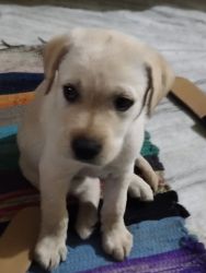 Golden labrador puppy for sale