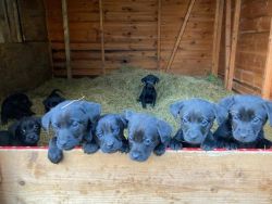 Stunning black Labrador puppies for sale!