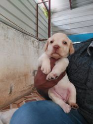 Lab puppy for sales