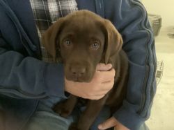 AKC Chocolate lab puppy,