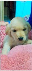 We have a 44 days old Labrador retriever puppy for sale