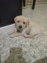 Want to sell Labrador puppy bcz we are moving out of a city nd we buy