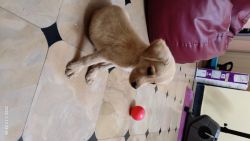 1 month old Labrador puppy for sale