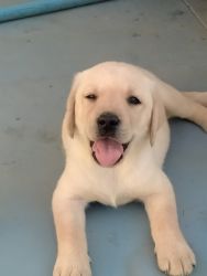 Good quality puppies for sale