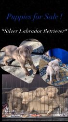 Silver Lab Puppy