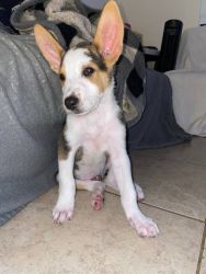Puppy onyx 6 months