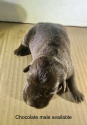 AKC Registered Labrador retriever puppies