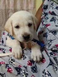 Male lab for sale - 10K