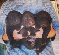 Limited - Gorgeous Chocolate Labrador Puppies