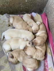 Labrador Retriver Puppies for Sale