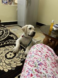 3 month old healthy lab for adoption