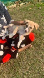 Waffle puppy adoption for free