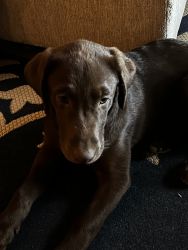 Chocolate AKC Registered Labrador Retriever