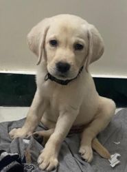Female Lab 2 months old vaccinated for sale