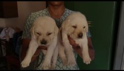Labrador puppys available