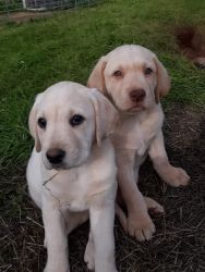 AKC Labrador Puppies
