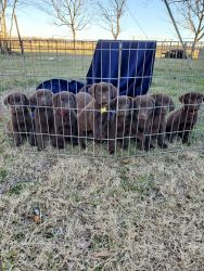 AKC Labrador Puppies * Just in time for Valentines Day*