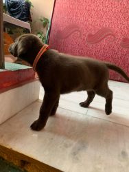 Labrador chocolate color puppy for sale