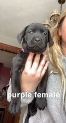3 female black labs for sale