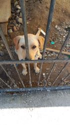Selling Labrador Dogs Is Urgent Need Money