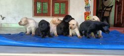 30 days old Labrador puppies xxxxxxxxxx