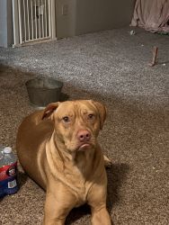 2 yr old Red Lab