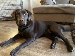 Chewie -Sweet friendly pure bred Chocolate Lab looking for a good home