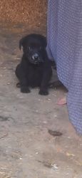 Labra puppy available top quality puppy available