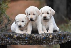 LABARDOR PUPPIES AVAILABLE