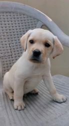 2 months male labrador puppy for sale