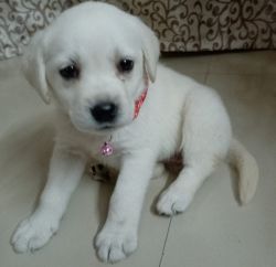 Labrador white puppy