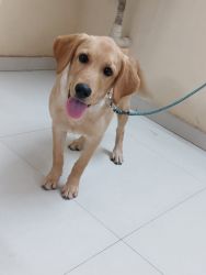 Lab female 5 months old, double vaccinated