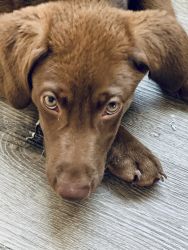Pure chocolate female Labrador retriever