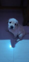Labrador Puppy for sale 36 days old Male
