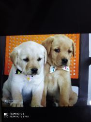 I want to sell my puppies in pair.