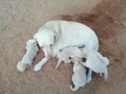 Cute labrodar puppies for sale