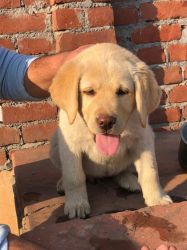 Show Quality Labrador Female puppy available in Delhi NCR Agra