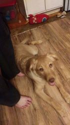 6 month yellow Lab that needs a new home