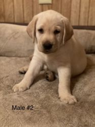 9 week old Yellow Labrador retriever