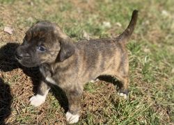 Bullador puppies for rehoming!